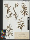 Foto von Salix alba subsp. alba L.